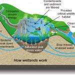 wetlands graphic