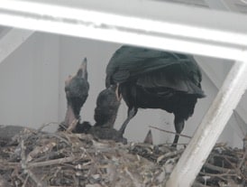 Image of raven feeding nestlings.
